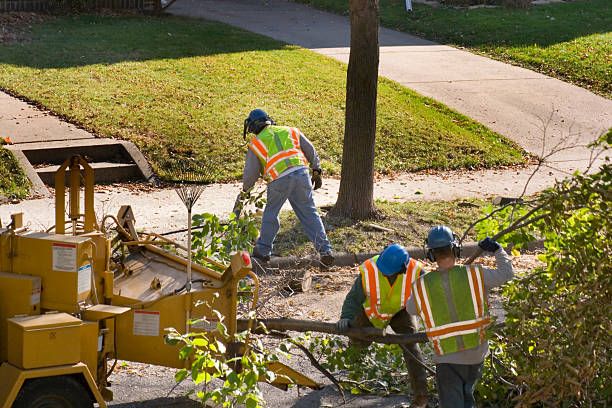 Newport, NC Tree Services Company